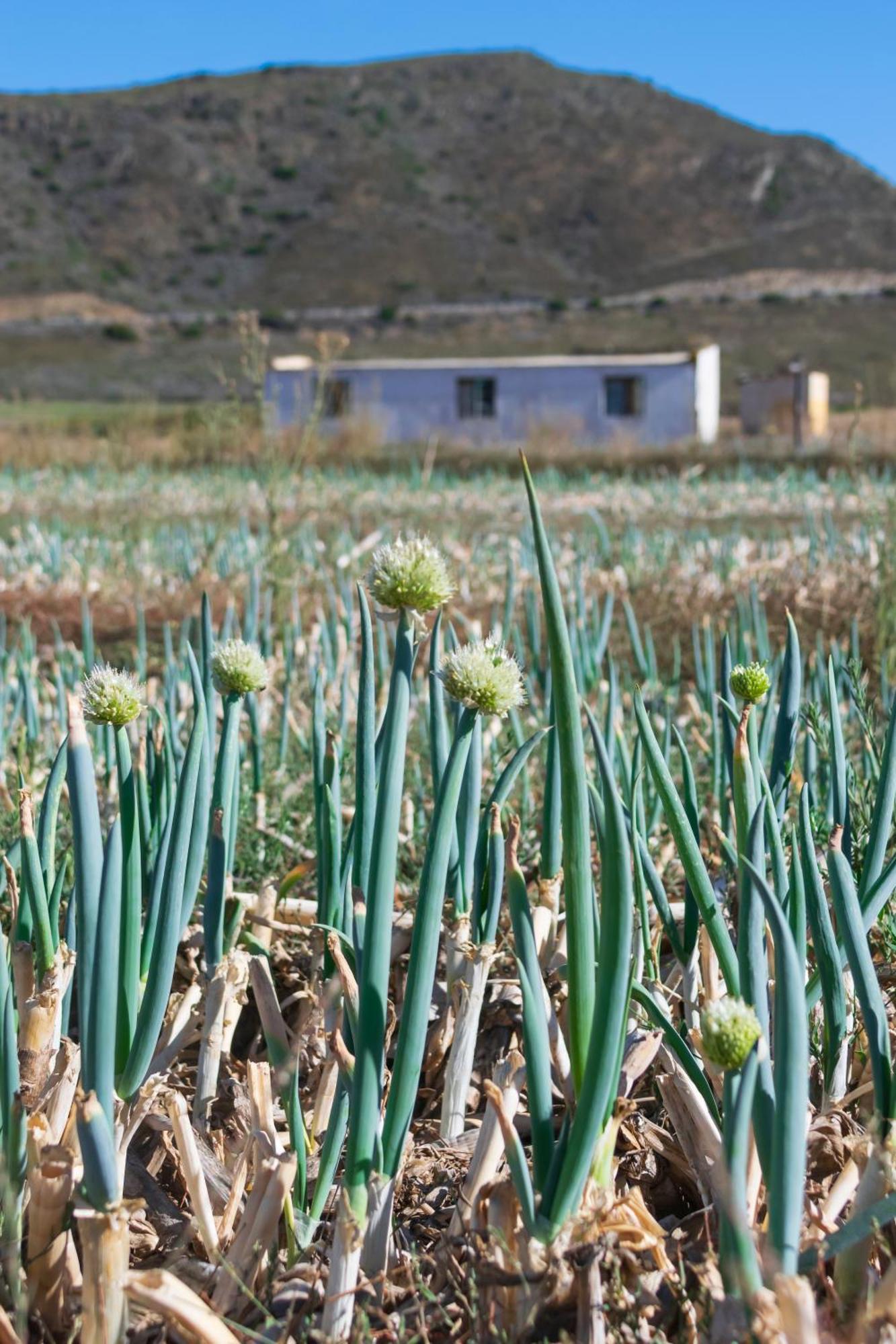 Blue Cow Barn - Boutique Farm Guest House Barrydale Luaran gambar